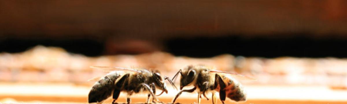 Singing Cedars Apiaries