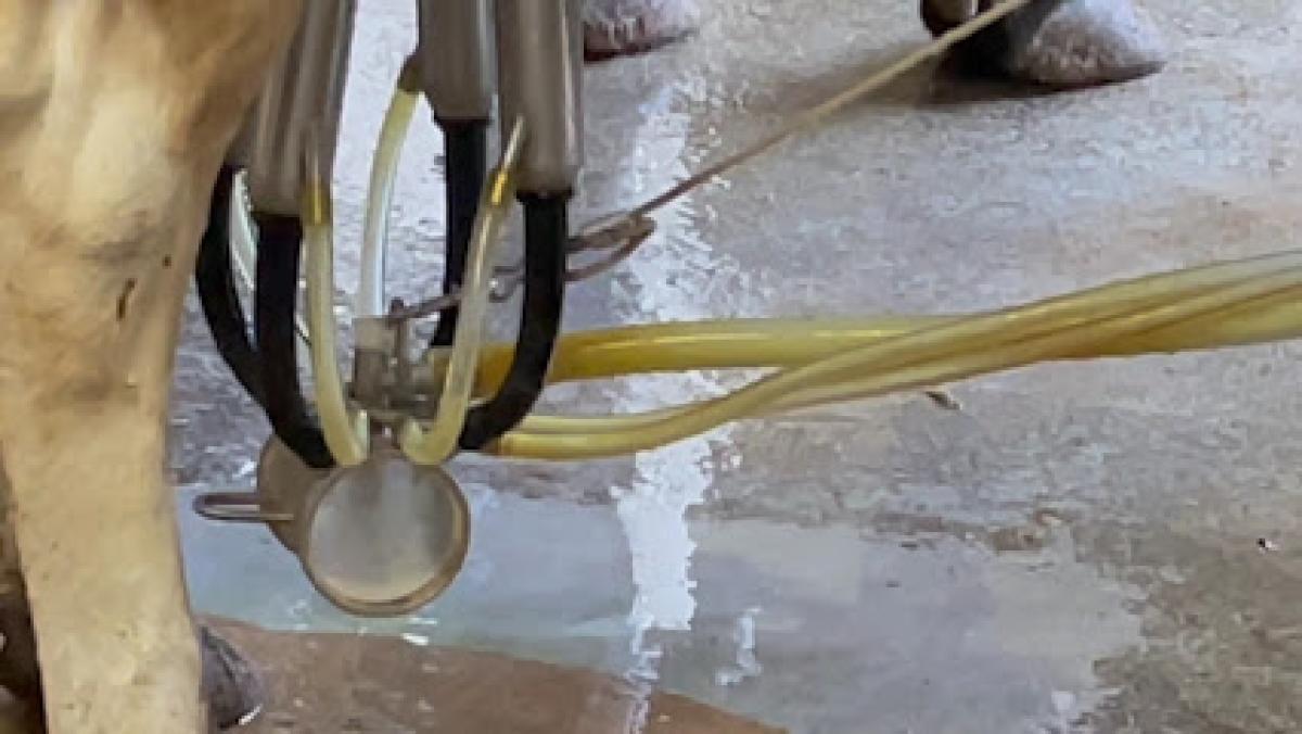 San Martín Milk Company