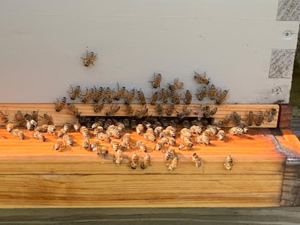 Putney Ridge Raw Honey