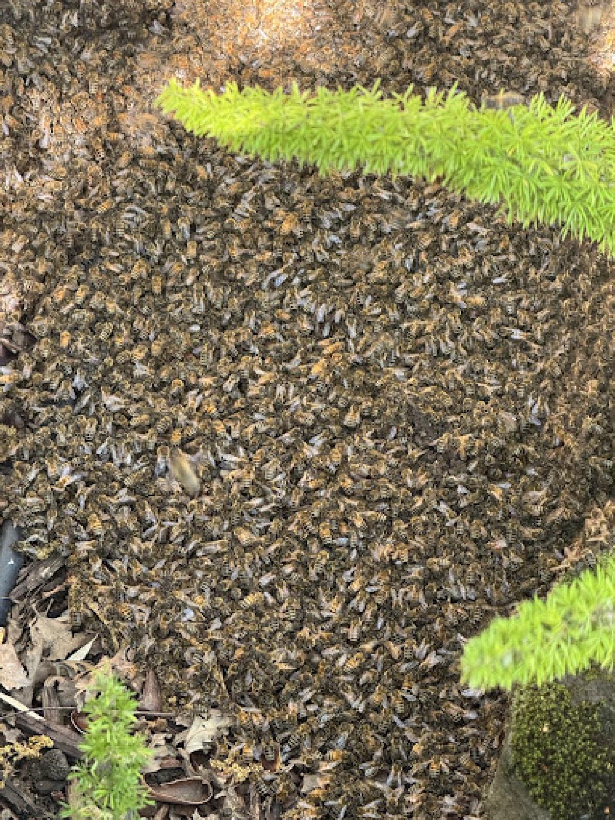 Endurance beekeeping