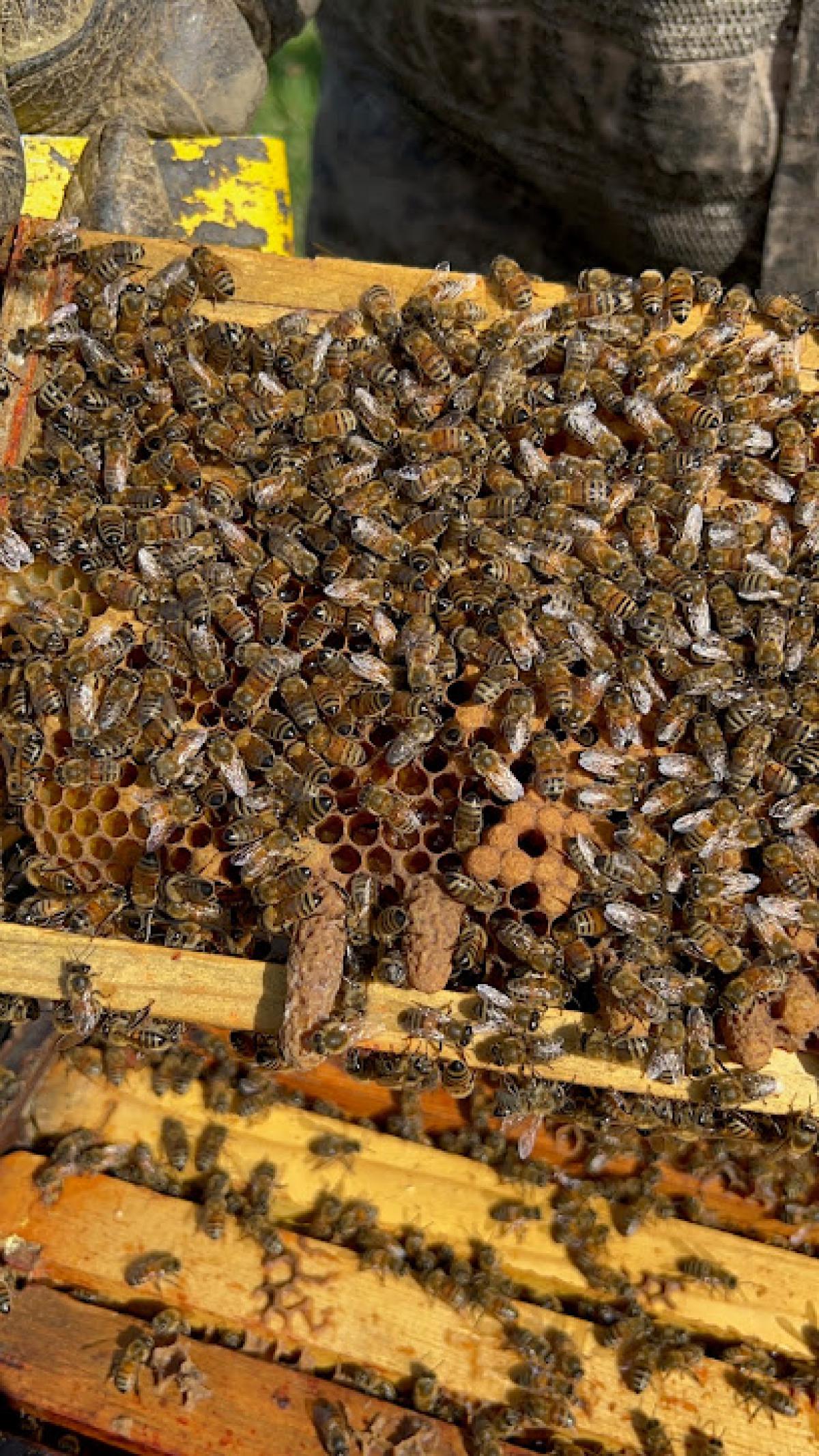 Diggin' Livin' Farm & Apiaries