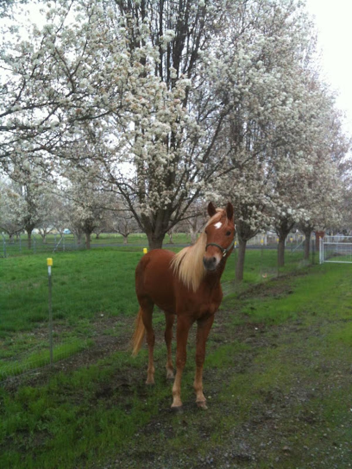 STERLING CREEK RANCH