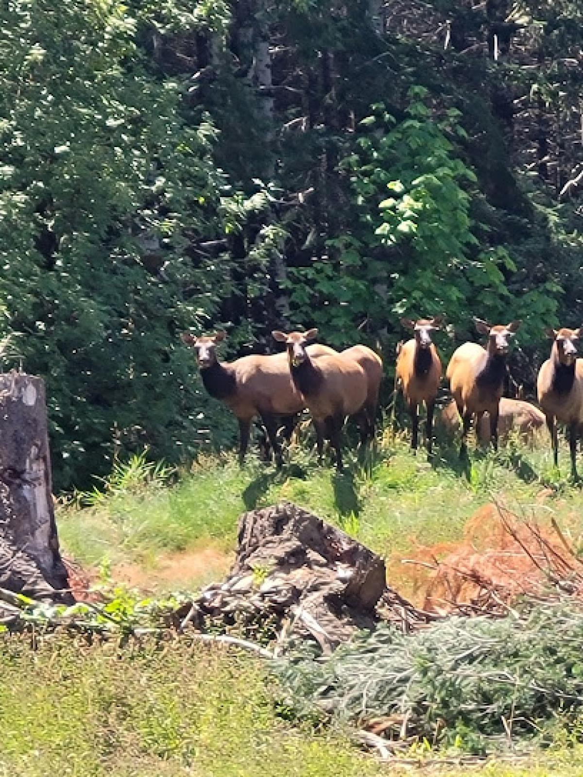 Highland Dragon farms