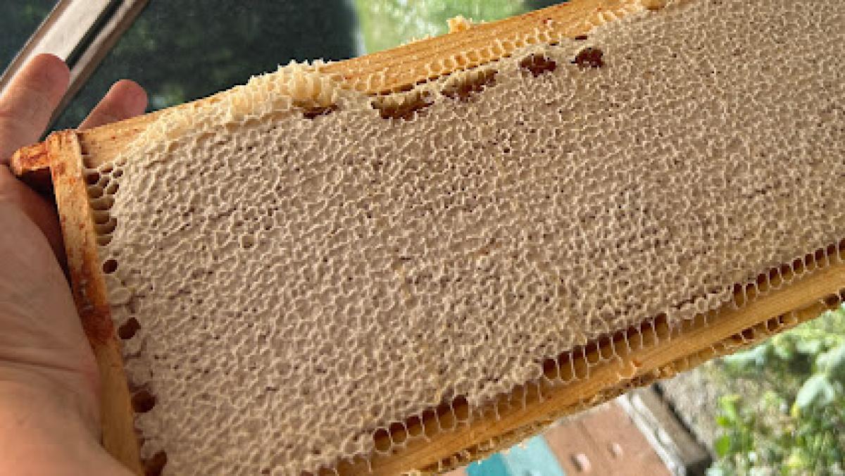 Rena Beez Apiaries, LLC