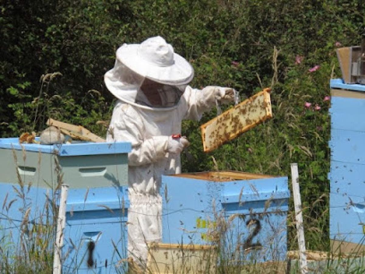 Sunny Bee Honey Farm