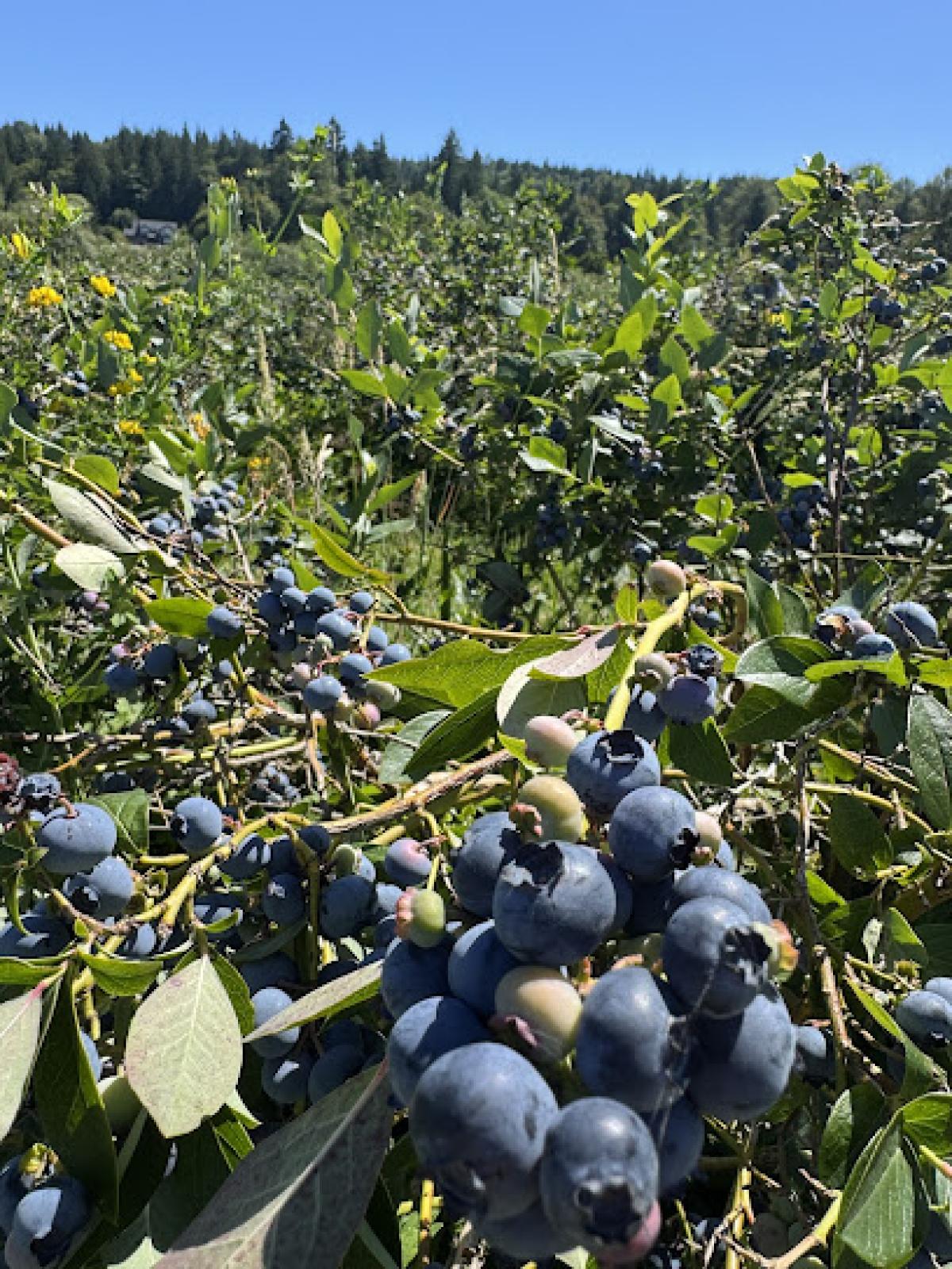 Henna Blueberry Farm