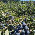 Henna Blueberry Farm