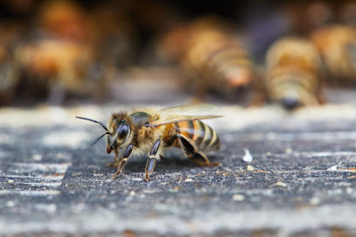 Woodland Bee Company