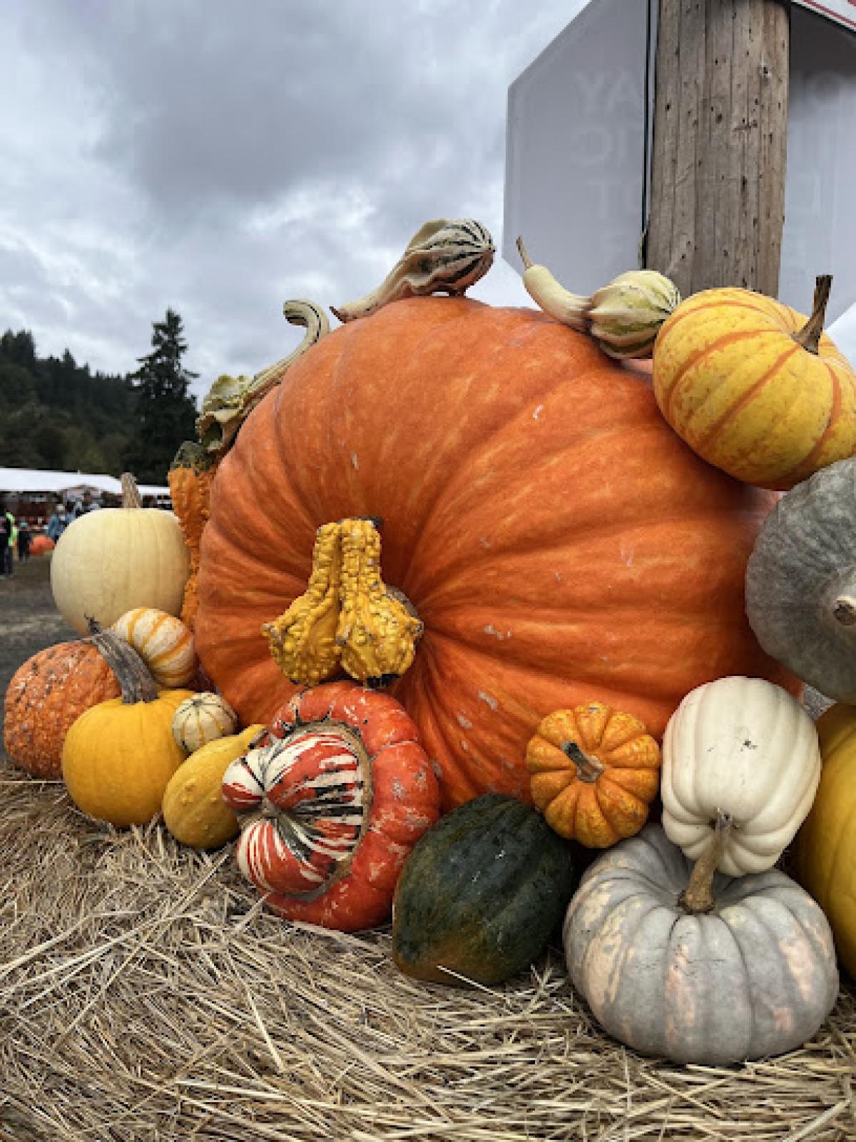 Sidhu Farms Pumpkin Patch