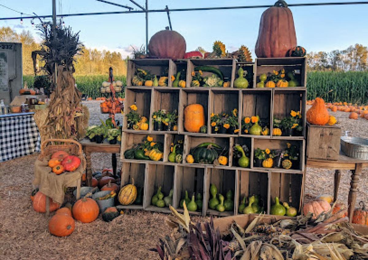 Mosby Farms Pumpkin Patch