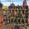 Mosby Farms Pumpkin Patch