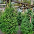 Pfaff's Christmas Tree Farm