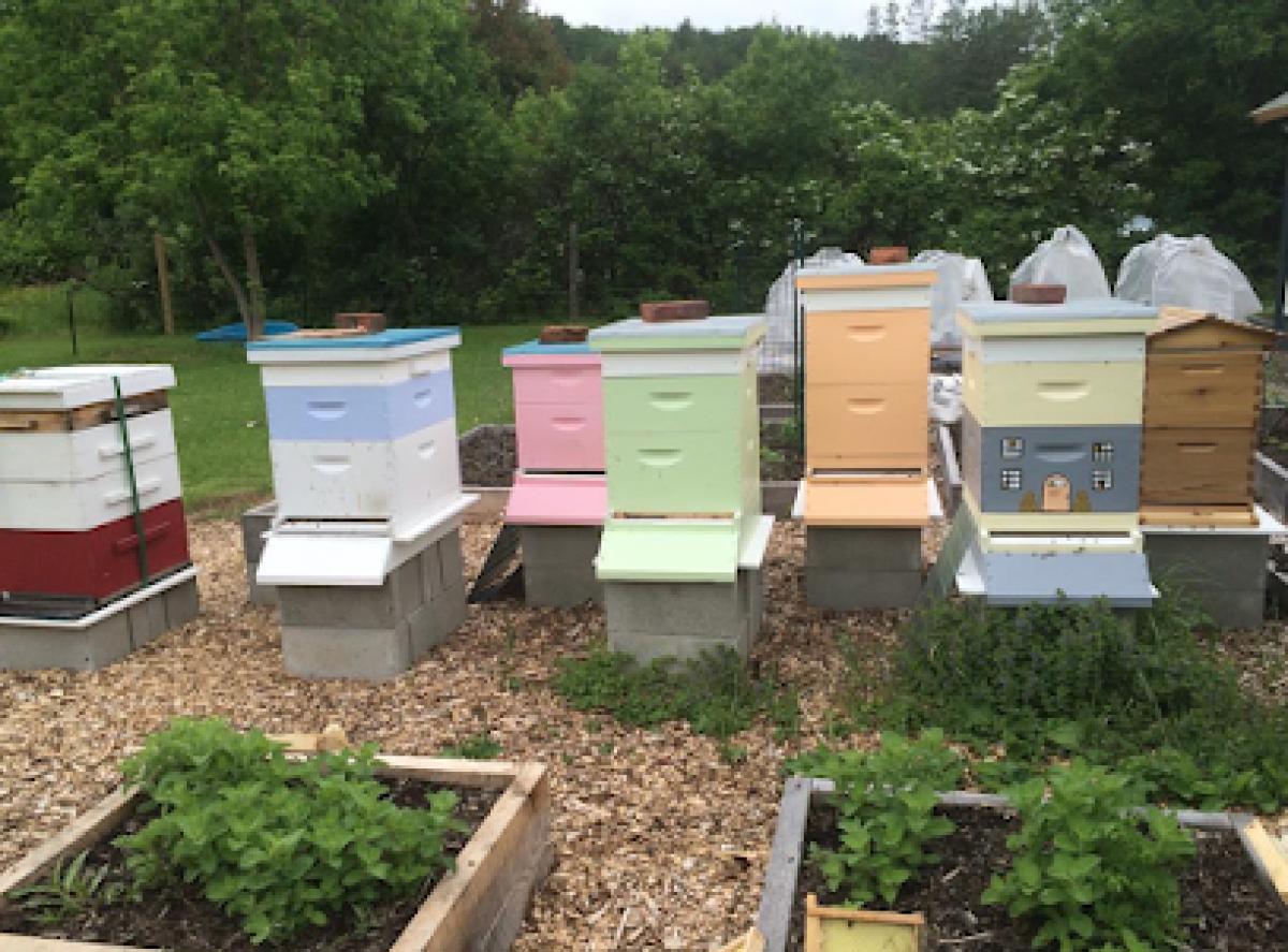 White Mountain Apiary & Bee Farm