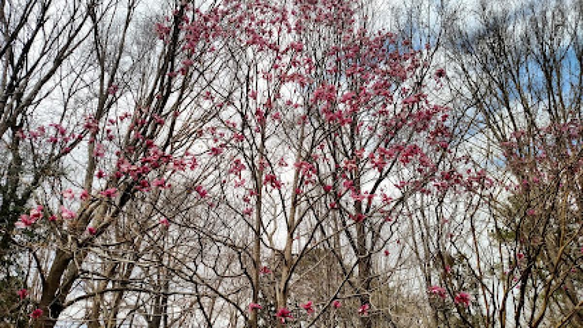 Horseshoe Point Honey