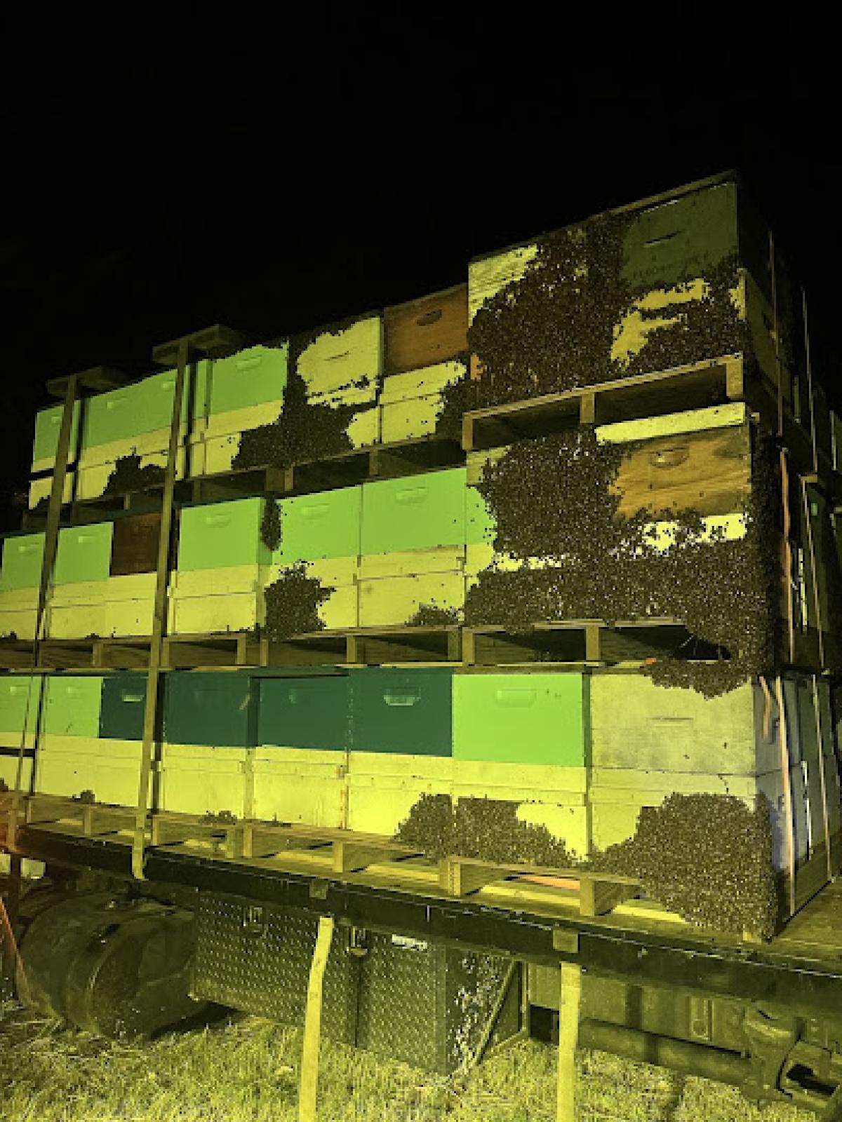 Royal Bees and Honey