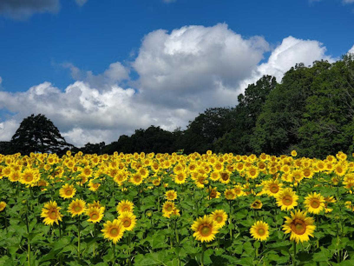 Sunflower Festival