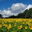 Sunflower Festival