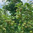 Grow A Pear Farm