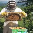 Sweet P. Apiary