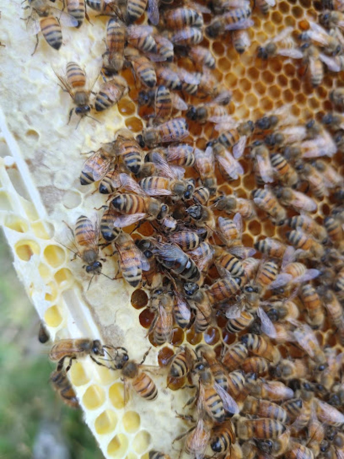 Golden Apiaries
