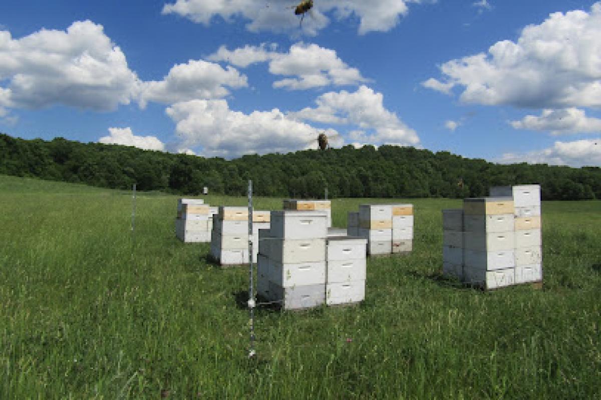Fiddler's Run Apiaries