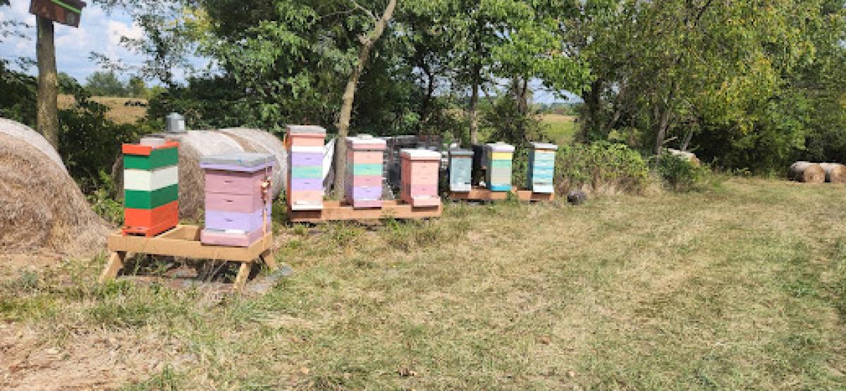Scrapshack Apiary