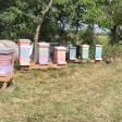 Scrapshack Apiary