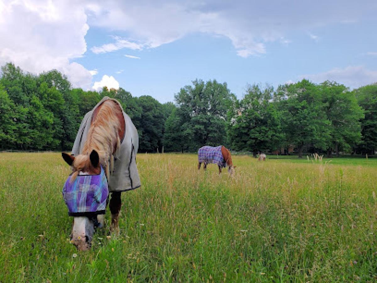 J and J Farms Animal Sanctuary, Inc.