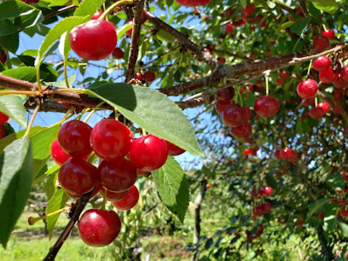 Wickham's Fruit Farm