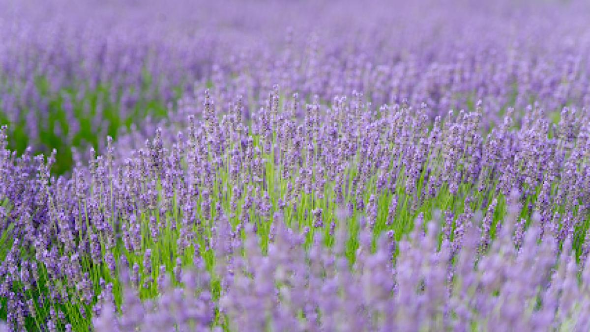 Lavender By The Bay Calverton