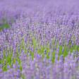 Lavender By The Bay Calverton