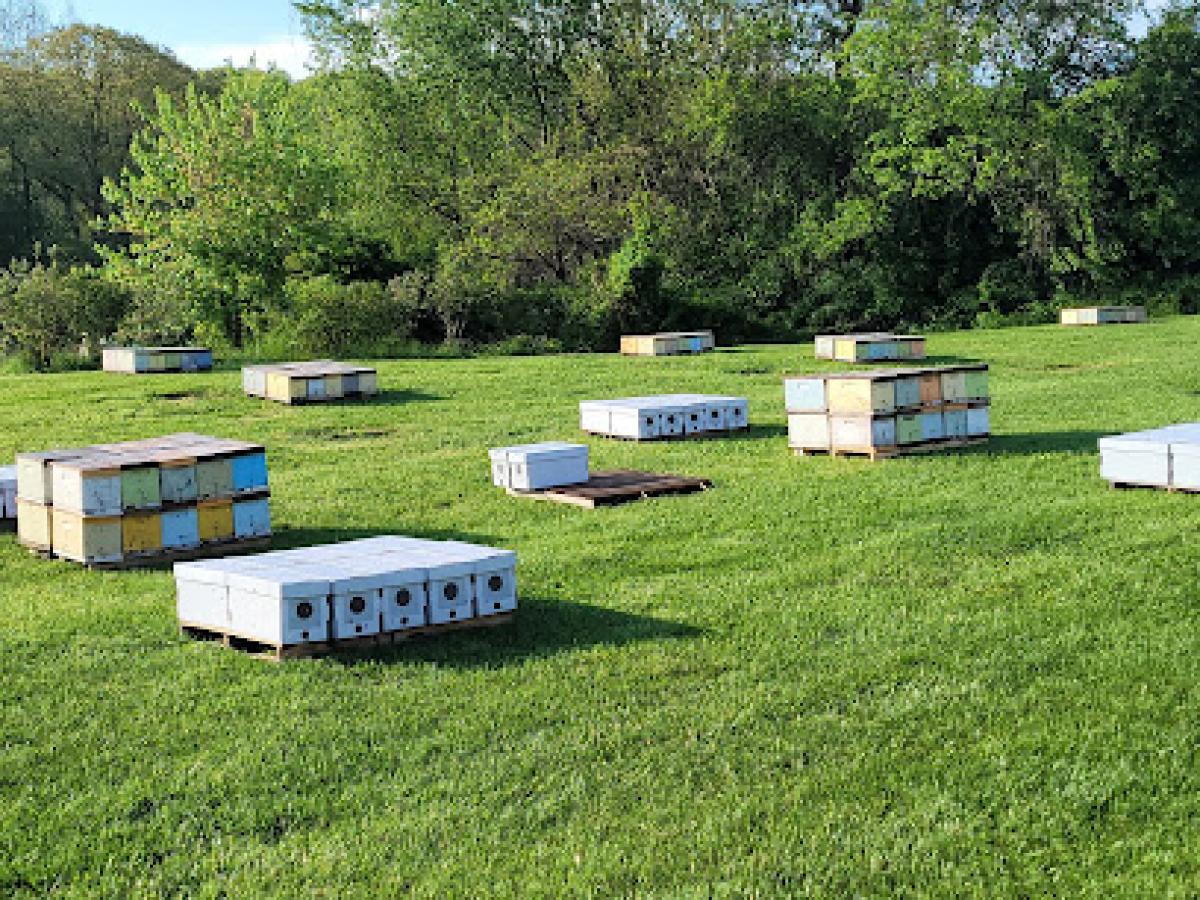 Snyder's Apiaries