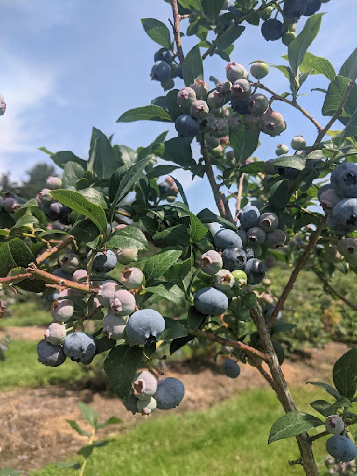 Penn-Can Berry Farm (Open July/August only)