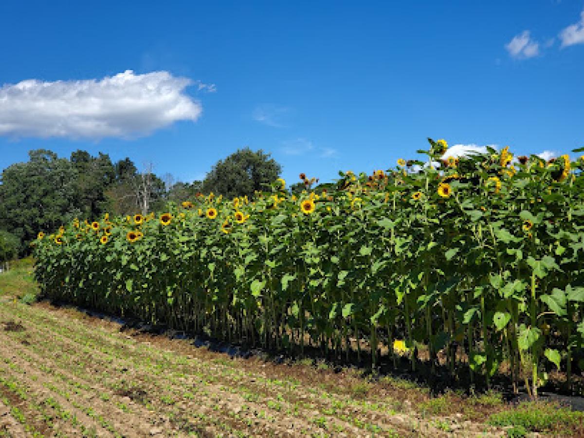 La Rues Produce Farm