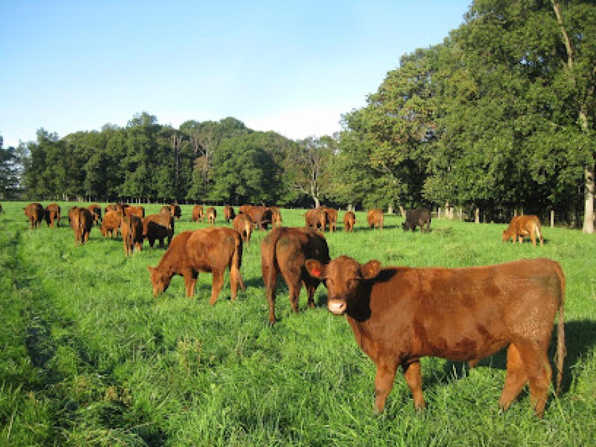Tussock Sedge Farm LLC - 100% Grass Fed Beef (All sales through online store)