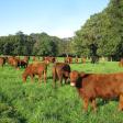 Tussock Sedge Farm LLC - 100% Grass Fed Beef (All sales through online store)