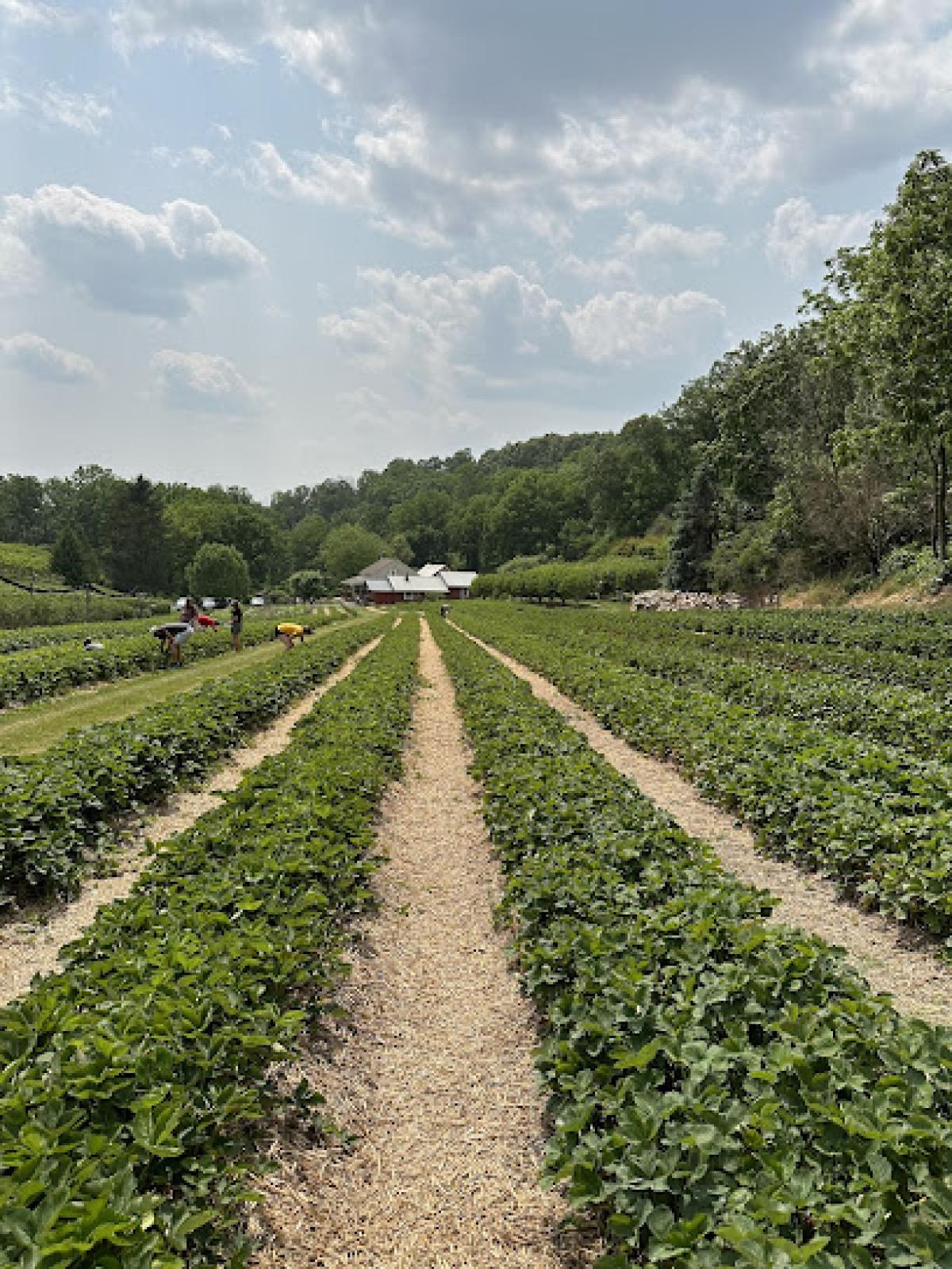 the berry farm and orchard