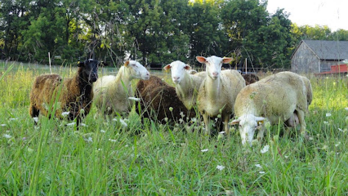 Meadowset Farm Dr Tom’s