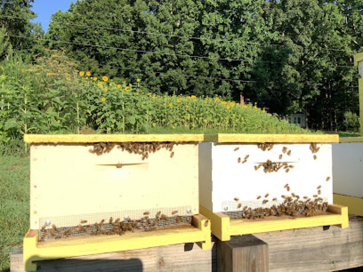 Chris Hagwood Beekeeper