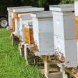 Honey Top Bees