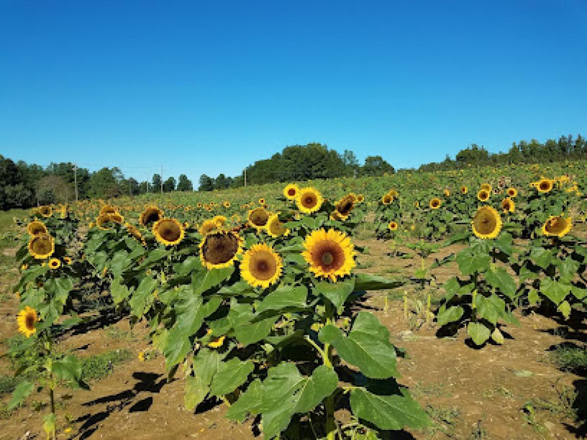 Apple House & Owenby Orchards