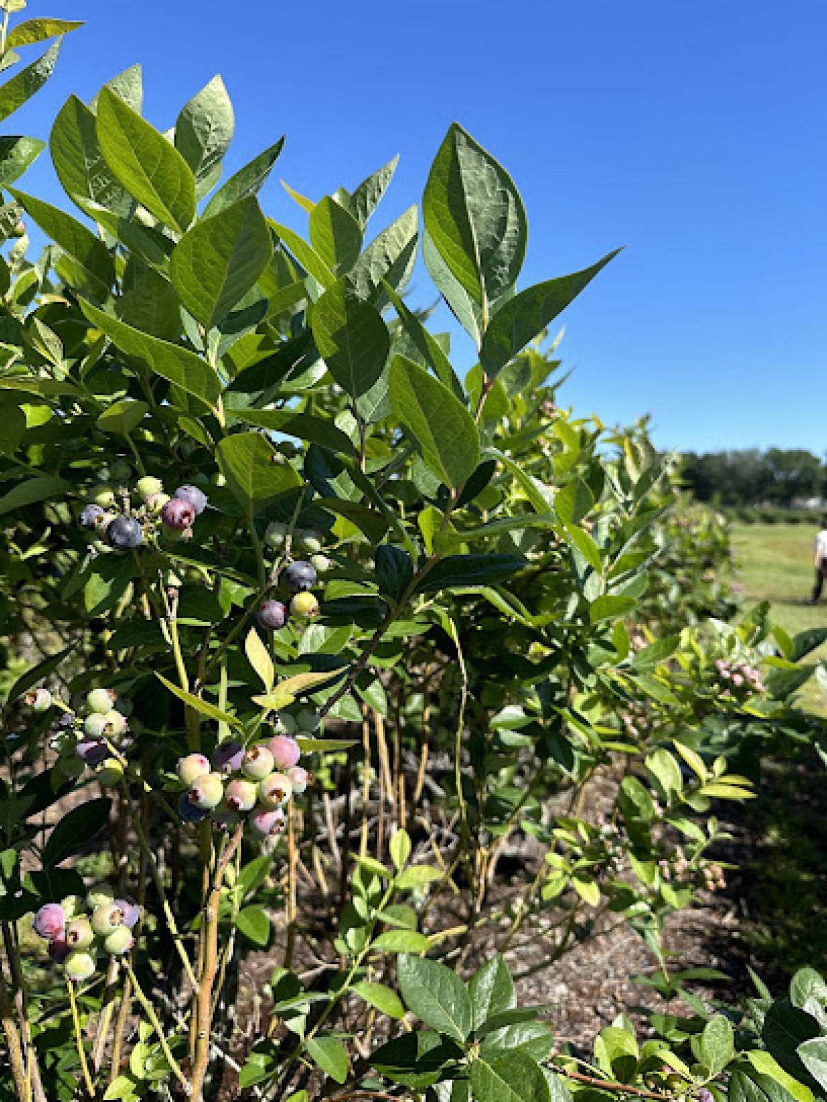 Beck Brothers Citrus Inc