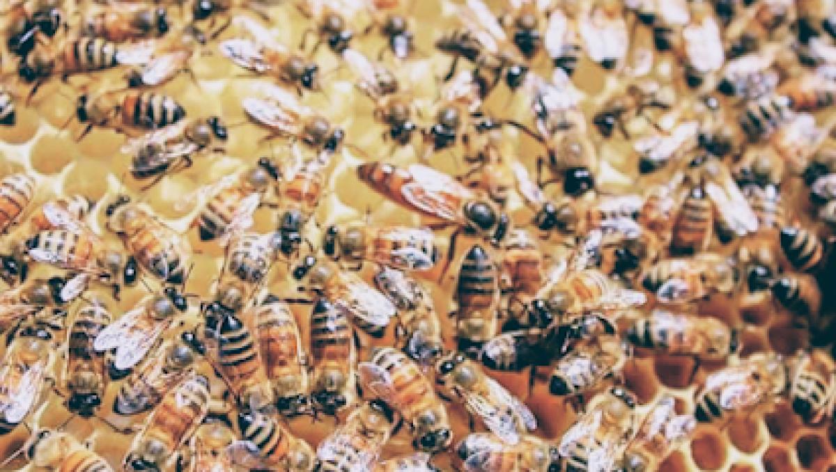 Scott Honey Farms & Organics