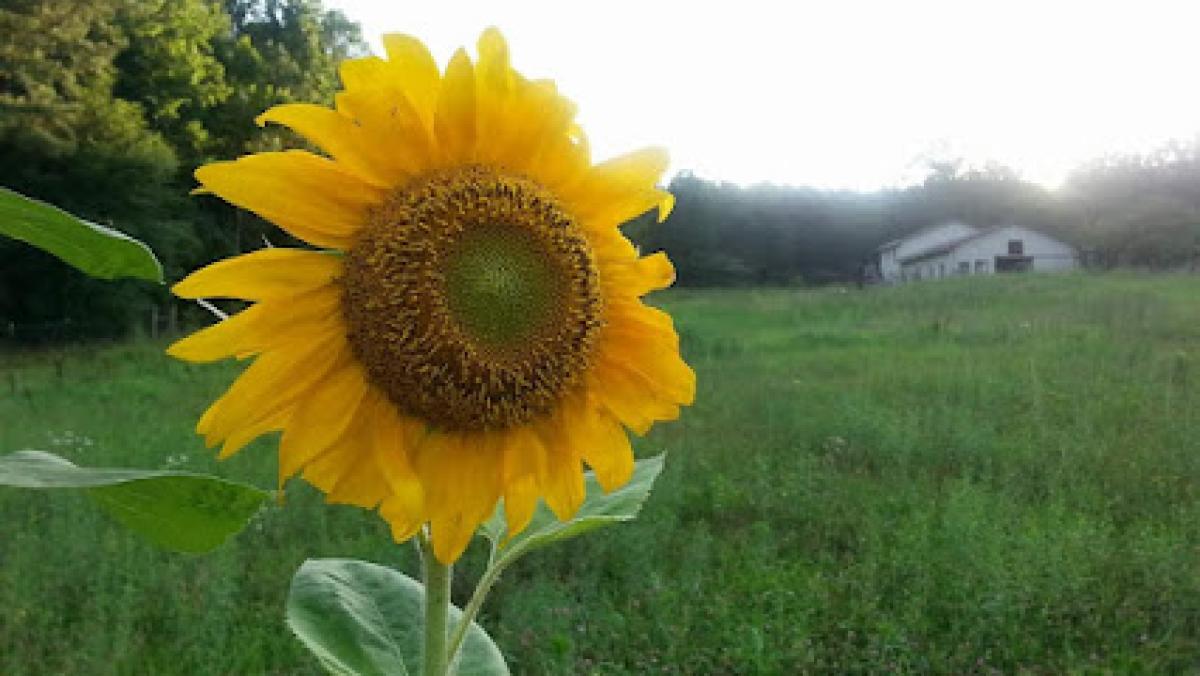Rock Creek Farm & Honey