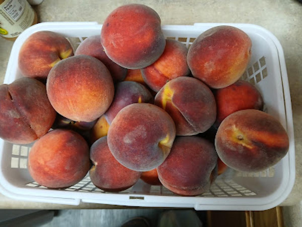 Northport Farmers' Market