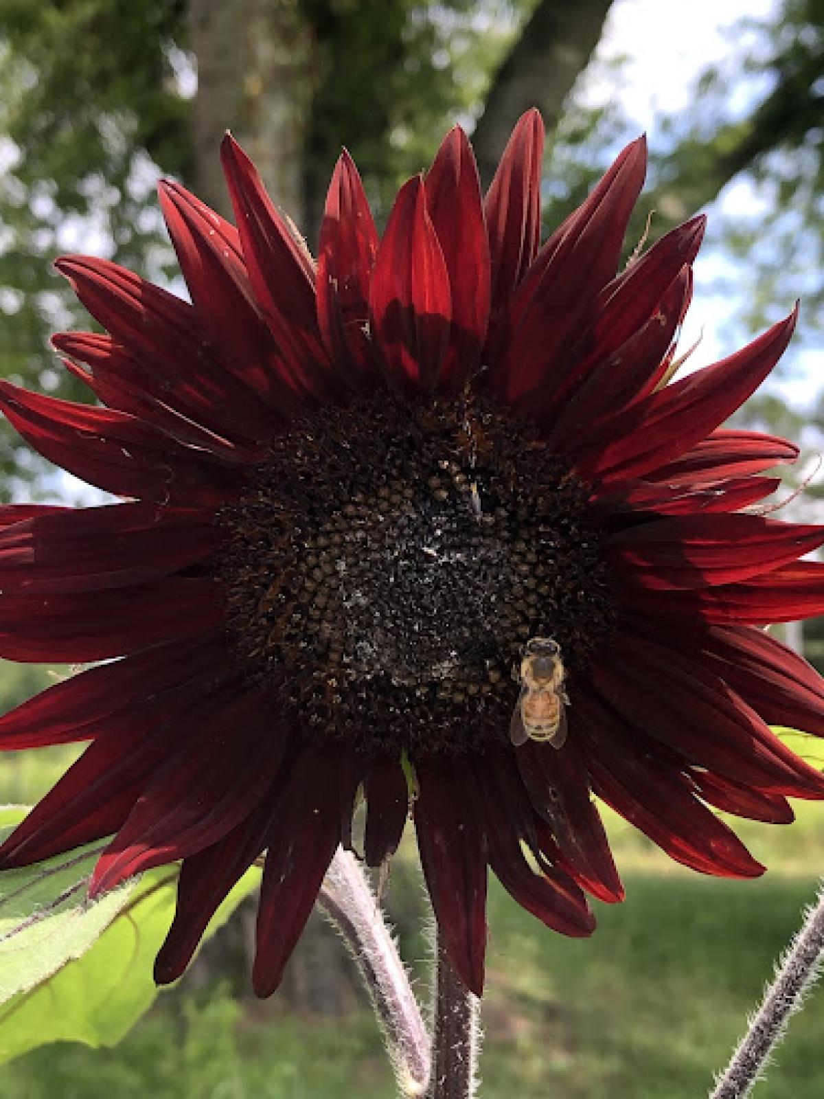 Bryant's Smith Lake Honey