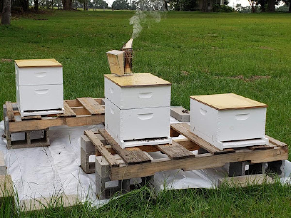Caraway's Boggy Branch Farms
