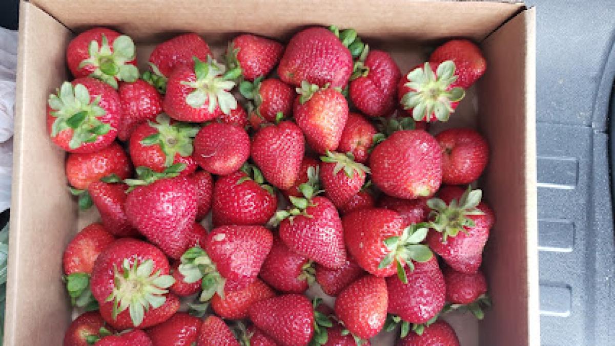 Maggie Valley Berry Patch