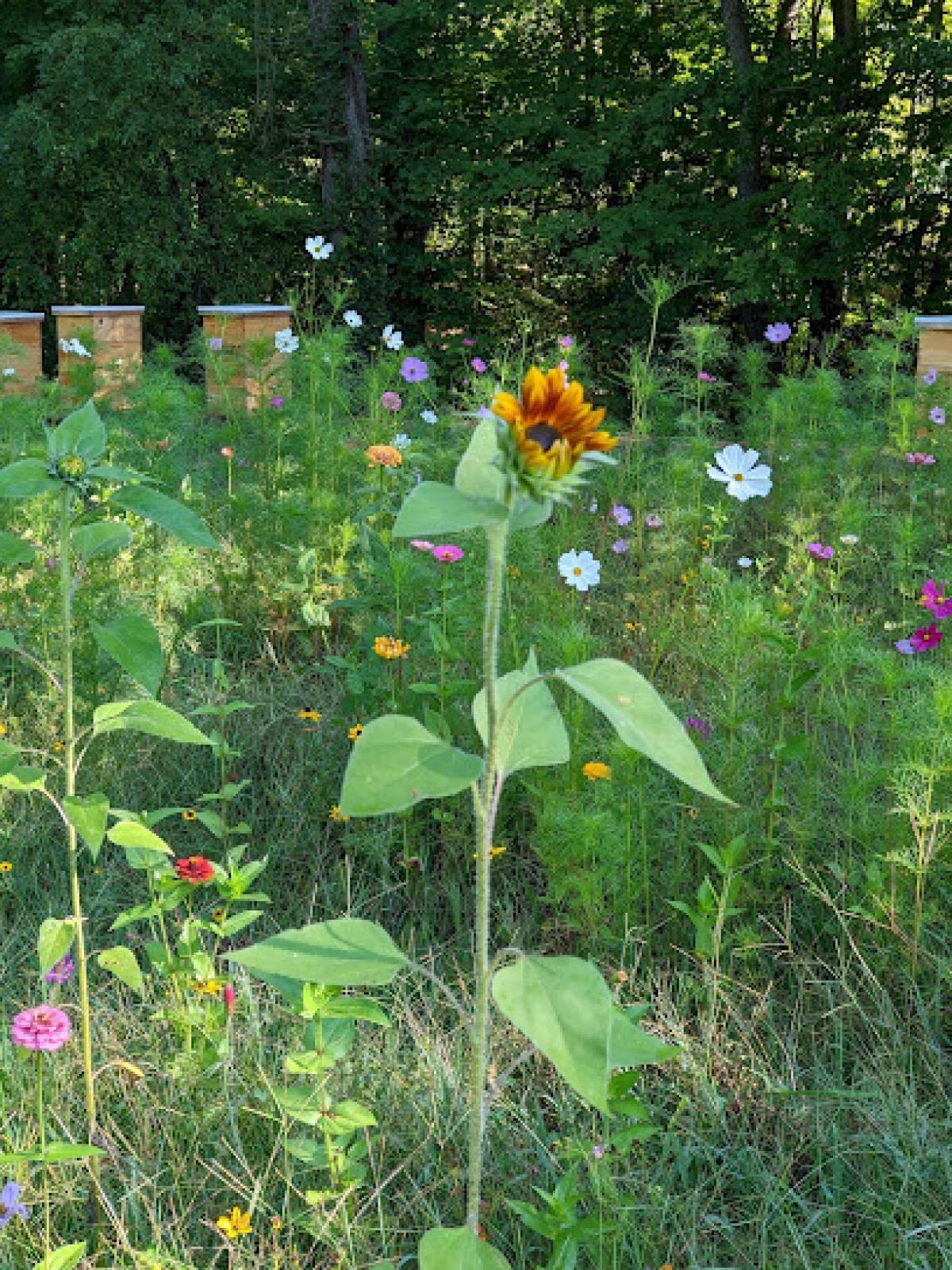 The Woodshed Honey Shack