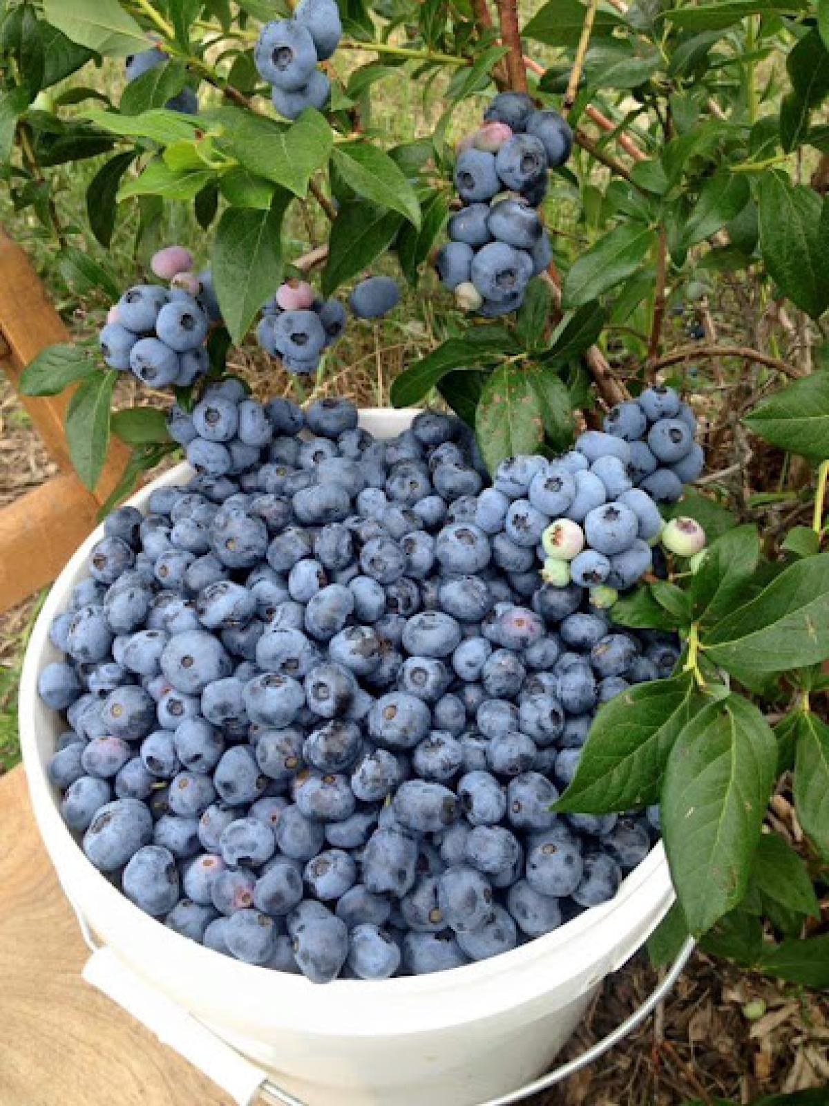 Northridge Blueberries and Chestnuts